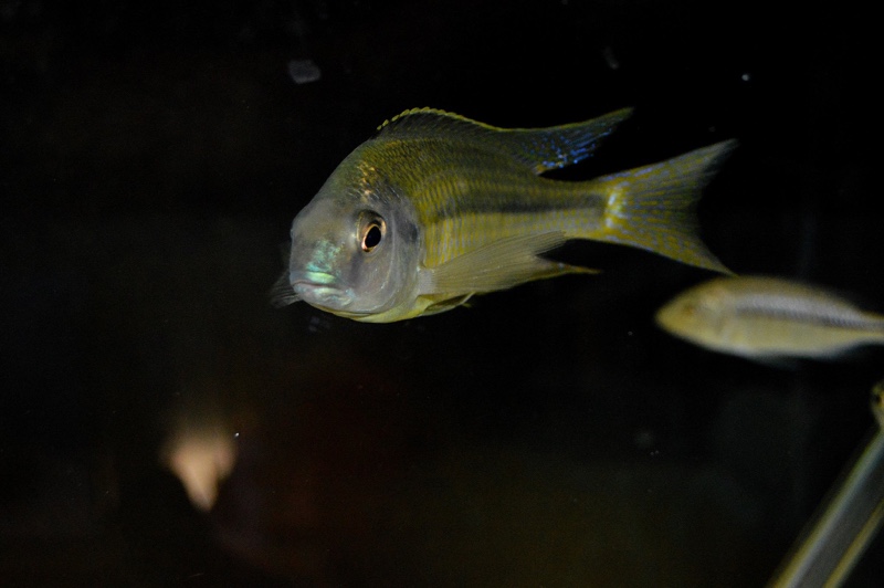 Nyassachromis nigritaeniatus 'Chipoka'